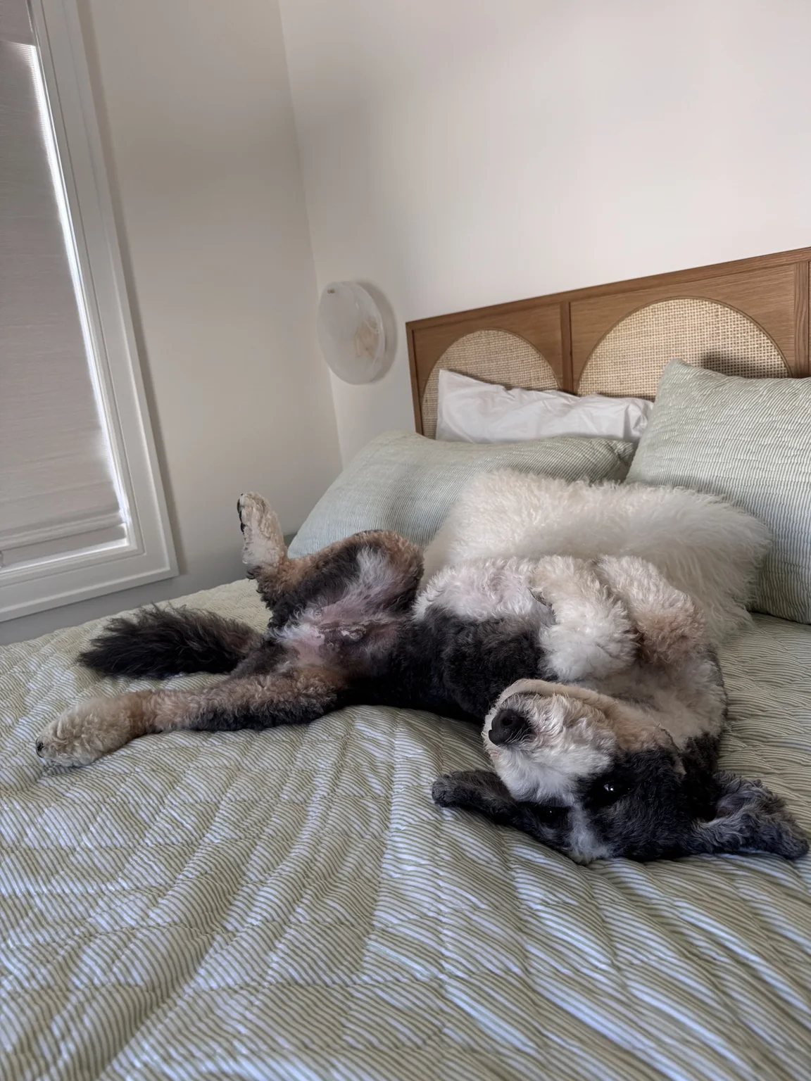 Dog relaxing on a styled bed