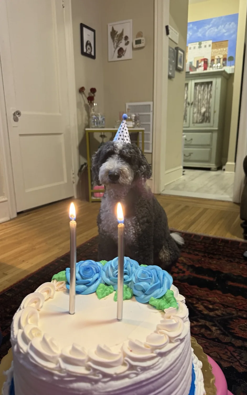 Dog celebrating a birthday with cake