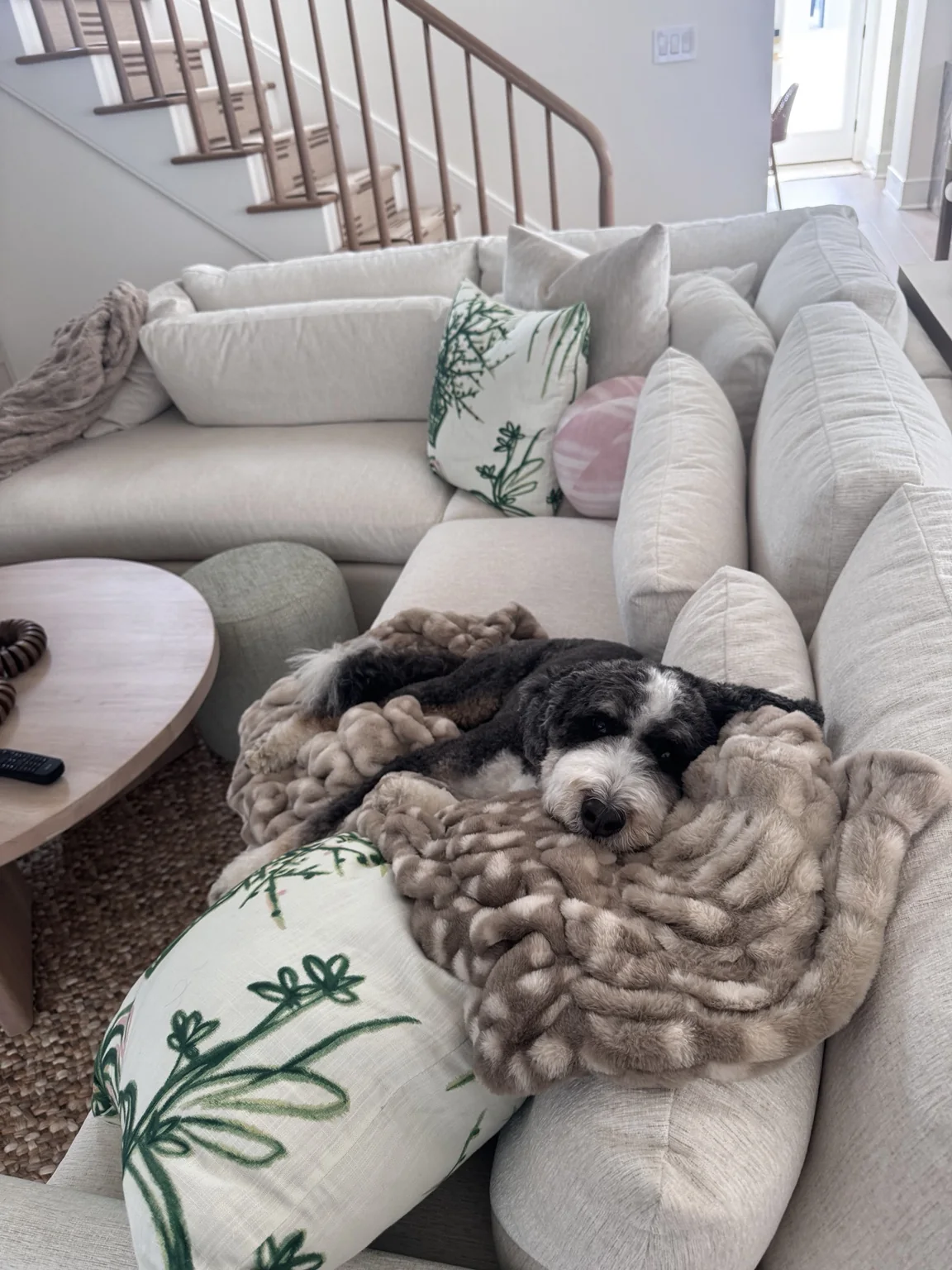 Dog relaxing on a living room sofa